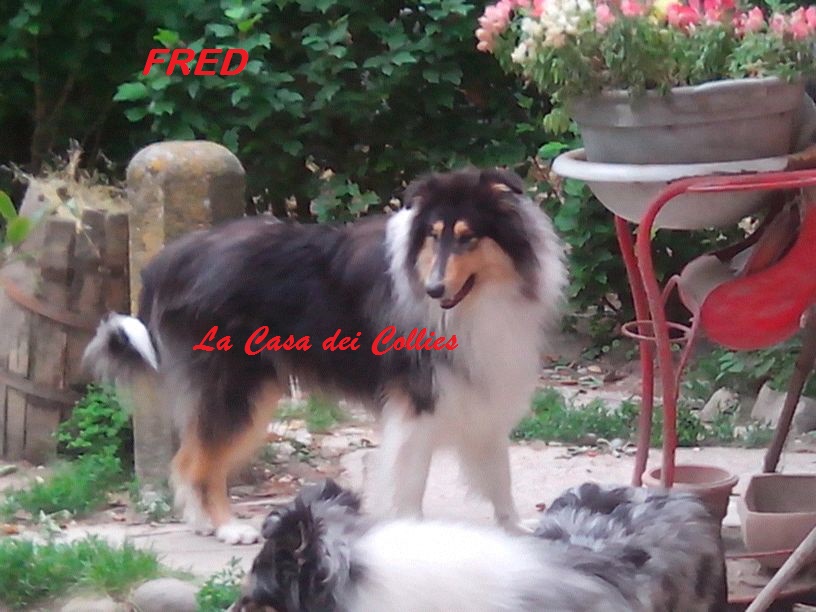 Fred della Casa dei Collies